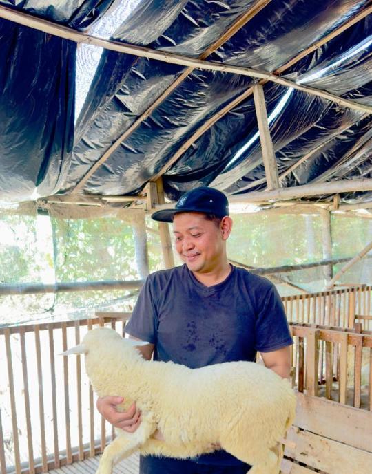 Domba Putih