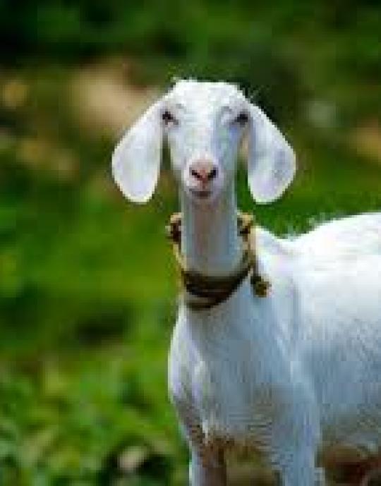 Kambing Lokal