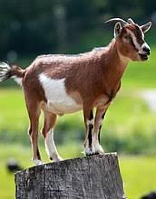 Kambing Lokal