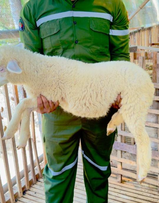 Kambing etawa