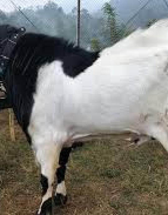 Kambing etawa