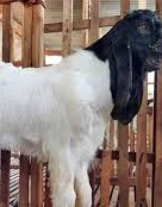 Kambing Jawa
